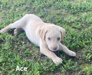 Labrador Retriever and Golden Retriever Dogs Available for Adoption in Glocester, Rhode Island - Ace | PetCurious