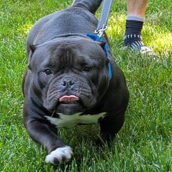 Ming Lee -  American Bully and English Bulldog Dog for Adoption in Midlothian, Virginia - Ming Lee | PetCurious