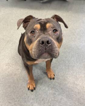Jax -  Pit Bull Terrier Dog for Adoption in Richmond, Virginia - Jax | PetCurious