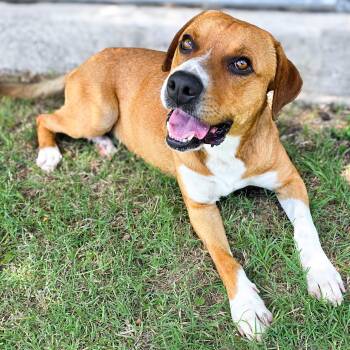 Bradley -  Boxer Dog for Adoption in Gainesville, Texas - Bradley | PetCurious