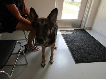 A386615 -  German Shepherd Dog Dog for Adoption in Ocala, Florida - A386615 | PetCurious