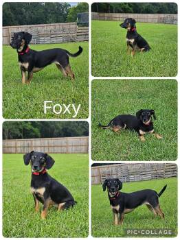 Foxy -  Chiweenie Dog for Adoption in Enterprise, Alabama - Foxy | PetCurious