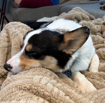 Sam -  Corgi Dog for Adoption in Lexington, Kentucky - Sam | PetCurious