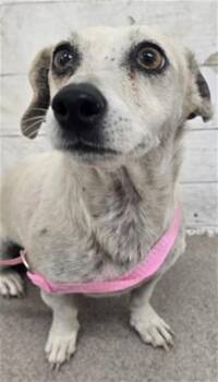 PIPER -  Chihuahua and Mixed Breed Dog for Adoption in San Bernardino, California - PIPER | PetCurious