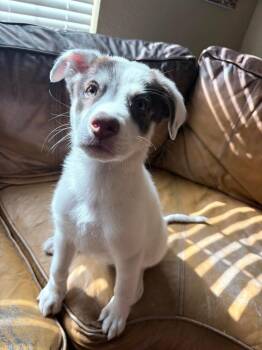 Collie and Husky Dogs Available for Adoption in Saugus, Massachusetts - Danielle | PetCurious