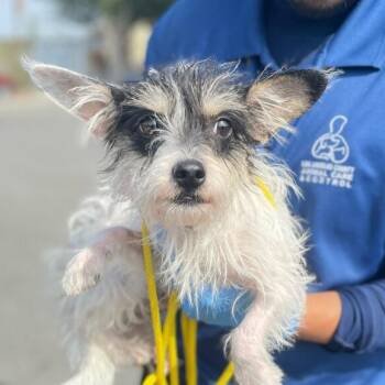 Rescue Cairn Terrier and Maltese Dogs for Adoption in Greenville, South Carolina - Fiore (Flower) | PetCurious