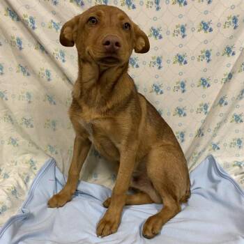 German Shepherd Dog and Australian Cattle Dog Blue Heeler Dogs Available for Adoption in Modesto, California - RUFFO | PetCurious