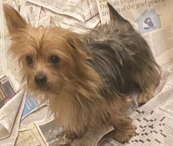 Adam -  Yorkshire Terrier Dog for Adoption in Moreno Valley, California - Adam | PetCurious