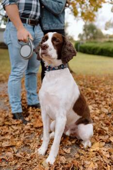 English Springer Spaniel Dogs Available for Adoption in Toronto, Ontario - Farley | PetCurious