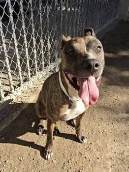 MACARONI -  Pit Bull Terrier Dog for Adoption in Riverside, California - MACARONI | PetCurious