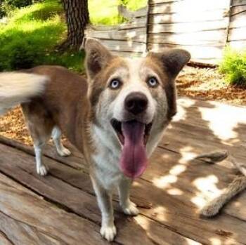 Rescue Siberian Husky Dogs for Adoption in Saint George, Vermont - Duke | PetCurious