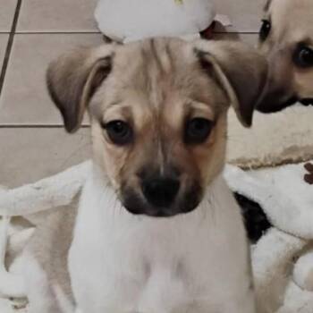 Rescue Chihuahua and Terrier Dogs for Adoption in Port Barrington, Illinois - Chopper | PetCurious