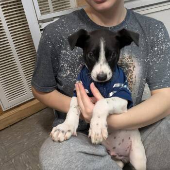 Rescue Boxer Dogs for Adoption in Covington, Virginia - Muttley | PetCurious