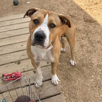 EINSTEIN -  American Staffordshire Terrier Dog for Adoption in Tipton, Indiana - EINSTEIN | PetCurious