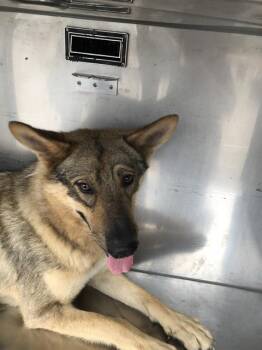 Mixed Breed Dogs Available for Adoption in Dallas, Texas - LOBO | PetCurious