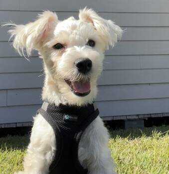 Tony -  Mixed Breed Dog for Adoption in Mount Pleasant, South Carolina - Tony | PetCurious