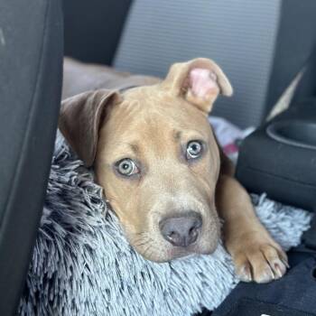 Mixed Breed Dogs Available for Adoption - Range Line | PetCurious