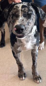 James -  Catahoula Leopard Dog Dog for Adoption in Rowlett, Texas - James | PetCurious