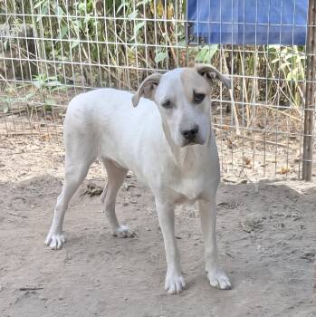Rescue Catahoula Leopard Dog Dogs for Adoption in Manchester, Connecticut - Rocket Dog | PetCurious