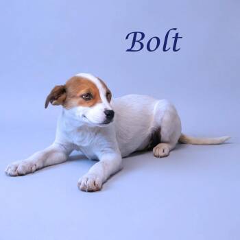 Cattle Dog Dogs Available for Adoption in Lebanon, Tennessee - Bolt D26-103 | PetCurious