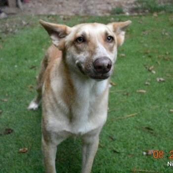 Blondie -  German Shepherd Dog and Belgian Shepherd Malinois Dog for Adoption in Magnolia, Texas - Blondie | PetCurious