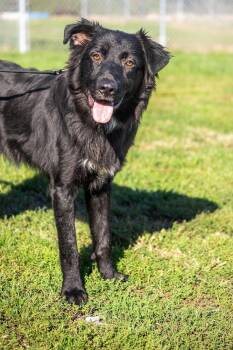 Carlos -  Black Labrador Retriever Dog for Adoption in Valparaiso, Indiana - Carlos | PetCurious