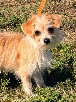 Rescue Shih Tzu and Mixed Breed Dogs for Adoption in Cape Coral, Florida - Peregrine | PetCurious