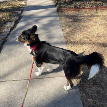 Border Collie Dogs Available for Adoption - Flintstone | PetCurious