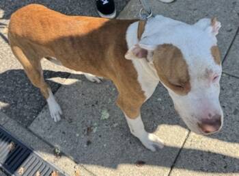 Rescue Mixed Breed Dogs for Adoption in Cincinnati, Ohio - Braylon | PetCurious