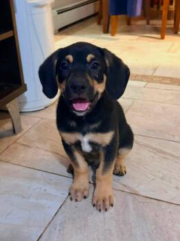 Bear -  Mixed Breed Dog for Adoption in Riverdale, New Jersey - Bear | PetCurious