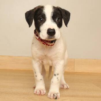 Finn D71081 -  Australian Shepherd and Mixed Breed Dog for Adoption in Minnetonka, Minnesota - Finn D71081 | PetCurious