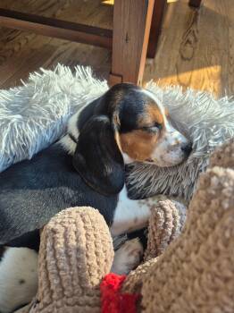 Beagle Dogs Available for Adoption - Oliver  | PetCurious