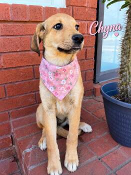 Chyna -  Labrador Retriever Dog for Adoption in Zimmerman, Minnesota - Chyna | PetCurious