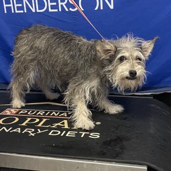 Gravy 54324 -  Terrier Dog for Adoption in Las Vegas, Nevada - Gravy 54324 | PetCurious