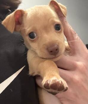 Chihuahua and Mixed Breed Dogs Available for Adoption - Link | PetCurious