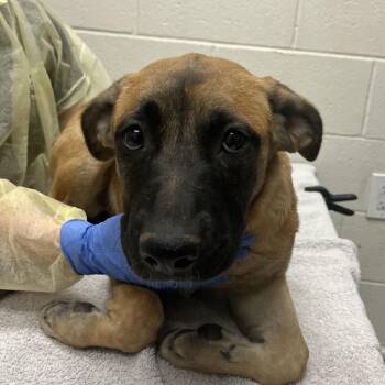 Pheobe -  German Shepherd Dog and Mixed Breed Dog for Adoption in Murray, Utah - Pheobe | PetCurious