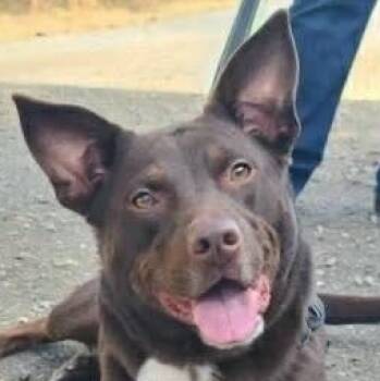 Australian Kelpie Dogs Available for Adoption - Gumby (20260302-01) | PetCurious