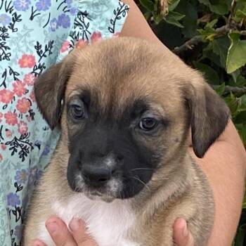 Cheetah -  German Shepherd Dog and Mixed Breed Dog for Adoption in Oceanside, California - Cheetah | PetCurious