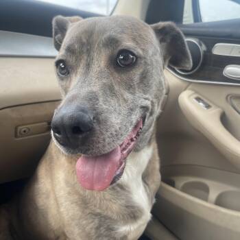 Labrador Retriever Dogs Available for Adoption in Richmond, Texas - Nyla | PetCurious