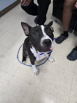 MARY PUPPINS -  Pit Bull Terrier and Mixed Breed Dog for Adoption in Killeen, Texas - MARY PUPPINS | PetCurious