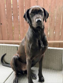 Black Labrador Retriever Dogs Available for Adoption - Ace | PetCurious