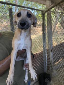 Ocean -  Chihuahua and Terrier Dog for Adoption in New York, New York - Ocean | PetCurious