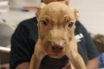 KENNETH -  Mixed Breed Dog for Adoption in Columbia, South Carolina - KENNETH | PetCurious