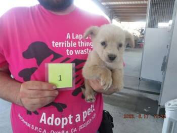 TEETER -  Border Collie and Mixed Breed Dog for Adoption in Oroville, California - TEETER | PetCurious
