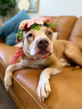 Clover the Luckiest Girl -  Staffordshire Bull Terrier and Pit Bull Terrier Dog for Adoption in Friendswood, Texas - Clover The Luckiest Girl | PetCurious