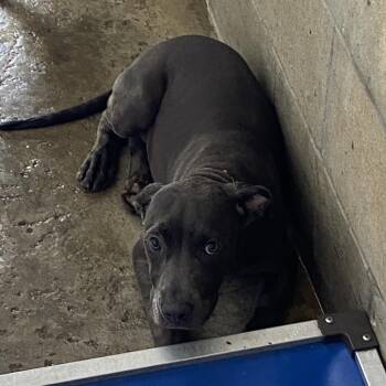 sunny -  Mixed Breed Dog for Adoption in Melrose, Florida - Sunny | PetCurious