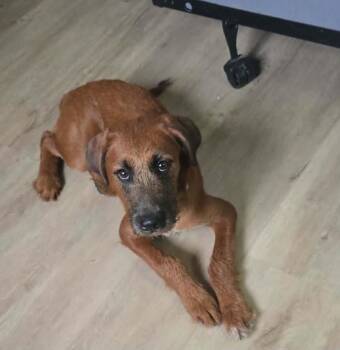 Shelbi -  Mixed Breed Dog for Adoption in Taycheedah, Wisconsin - Shelbi | PetCurious
