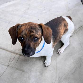 King -  Beagle and Dachshund Dog for Adoption in Sequatchie, Tennessee - King | PetCurious