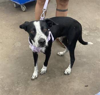 LUNA -  Mixed Breed Dog for Adoption in Dallas, Texas - LUNA | PetCurious
