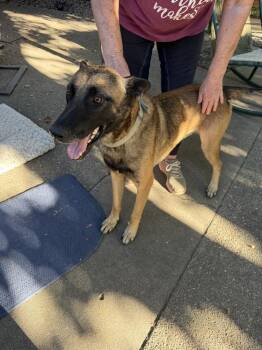 Jett- Located in California -  Belgian Shepherd Malinois Dog for Adoption in Imlay City, Michigan - Jett- Located In California | PetCurious